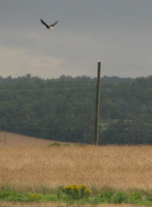 A brief shot of a bald eagle flying away, PEI, Aug 06