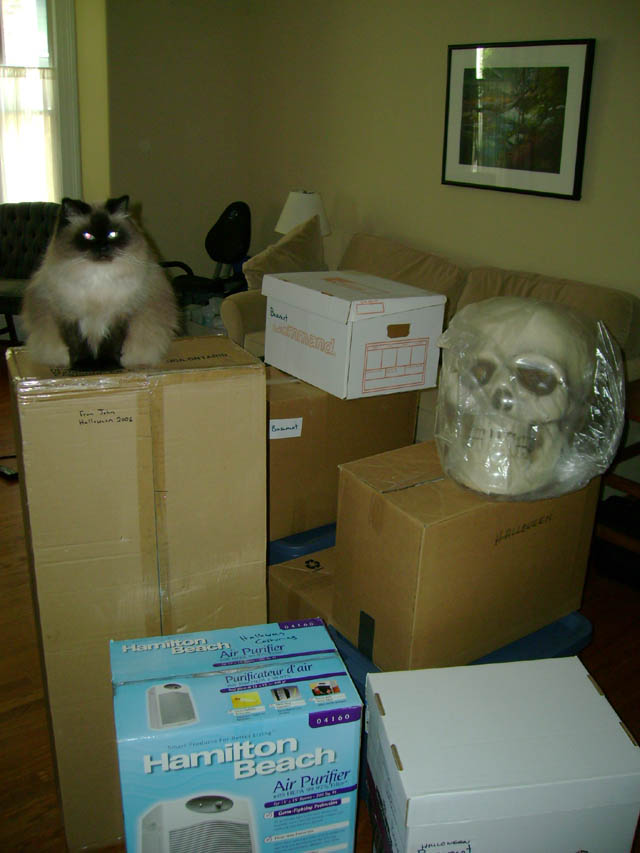 Cat with boxes of Halloween decorations