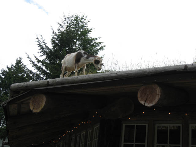 Goat on a roof 1