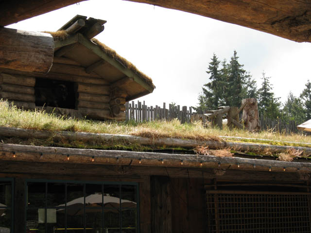 Goats on a roof