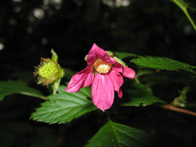 Blackberry blossom with flash