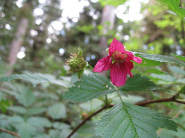 Blackberry blossom without flash