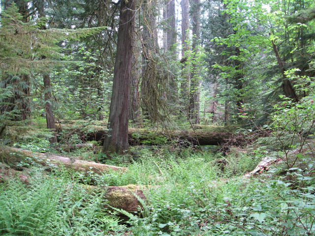 Cathedral grove, default