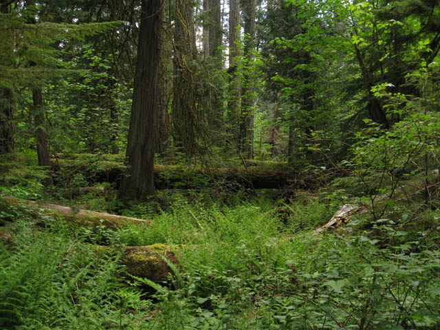 Cathedral grove, manual white balance