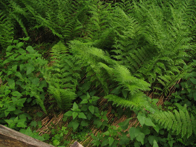 Bent reeds, strong current