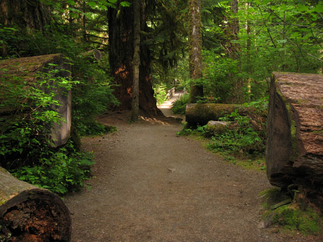 Massive tree blocking path