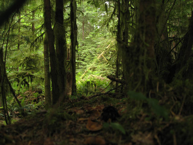 View down a log