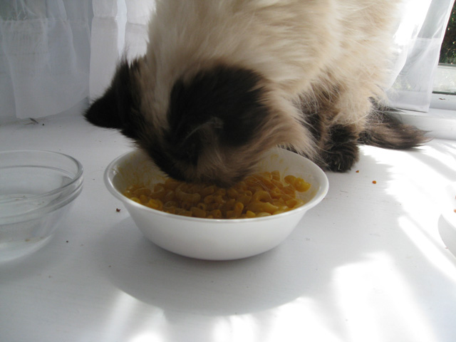 A last meal shared with my very dear friend -- even when she didn't want cat food, it's hard to resist the allure of licking the cheese sauce off my leftover mac 'n cheese. I like to think that her weight loss at the end was her slow-motion way of becoming a Force spirit like Obi-Wan.