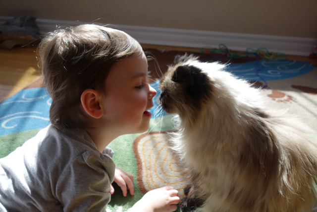 A fairly recent photo of toddler Blueberry and kitty giving nose kisses.