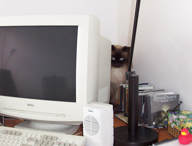 She liked to hide behind my big 19-inch CRT, probably because it was made of warm. When I got an LCD she started sleeping on the case of the computer itself -- to the point where the network name of my current computer is CatBed.