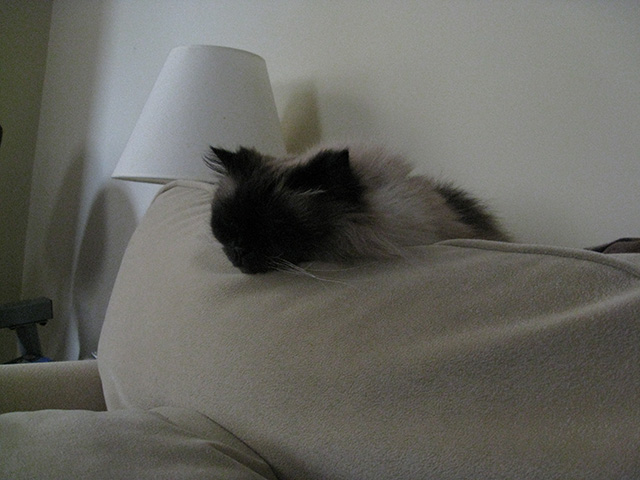 Sweet sleepy kitty on the couch. Up on the back of the couch was a great place for her to deploy her soft little paws to rest on your head so you knew she loved you.