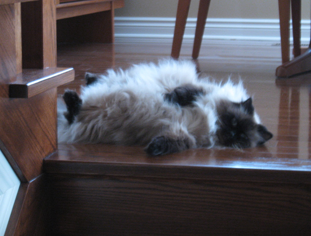 She liked to lounge upside-down like this on the floor. Only I may give her tummy-rubs though -- all others will get teeth. That's the kind of special relationship we had.