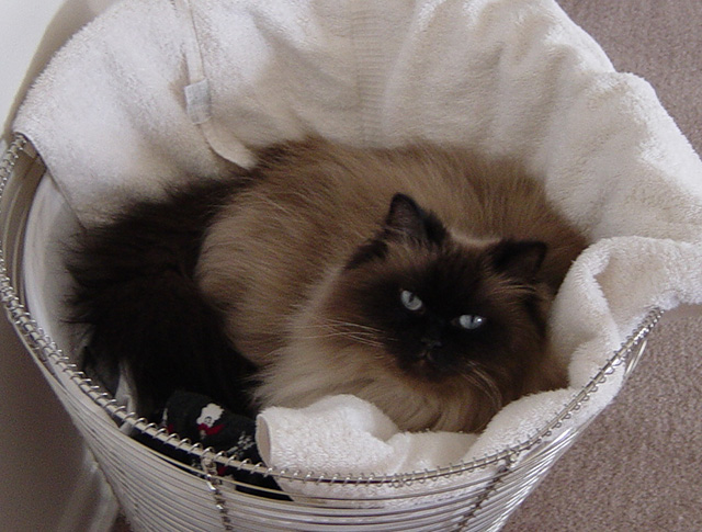 She really liked sleeping in my laundry. And really hated it if she jumped into the hamper and it was empty.