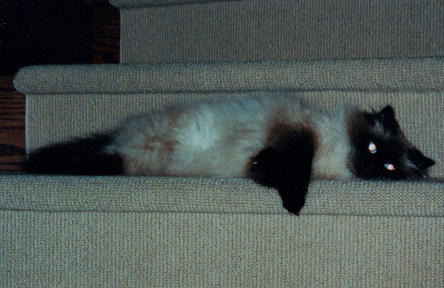 One of the earliest photos I could find, of her lounging on the stairs at my parents' place. A few near-misses of getting stepped on and nearly killing her humans and she learned to find better places to lounge... mostly.