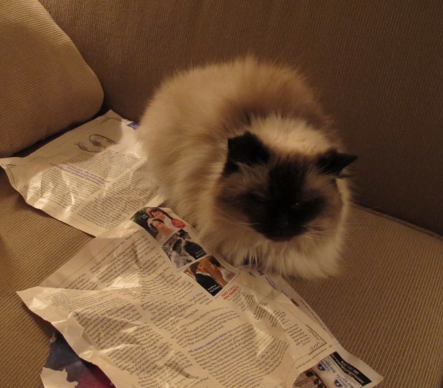 Portfolio manager cat reviewing research material.