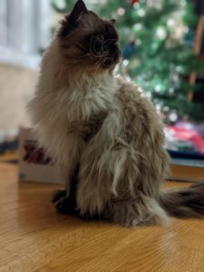 Siberian - Neva Masquerade cat in front of a Potatomas tree