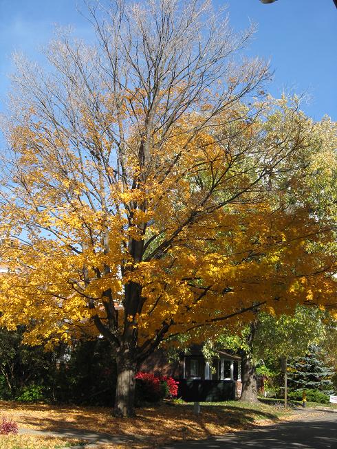 Ah, fall colours, the best time of year in Canada!